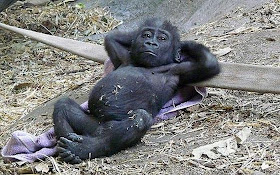 chill out baby gorilla, funny animal pictures, animal pics