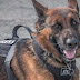 The Police Dog Who Cried Drugs at Every Traffic Stop