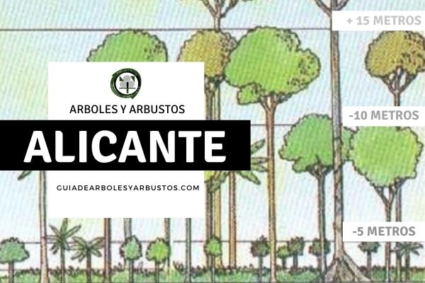 Arboles y arbustos de la provincia de Alicante