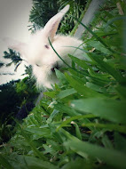My BoogieBear