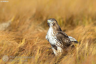 Red Tailed Hawk Hunting