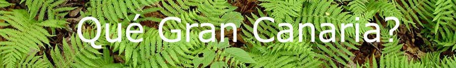 Qué Gran Canaria?