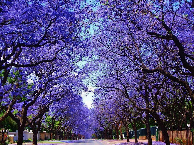 jacaranda street