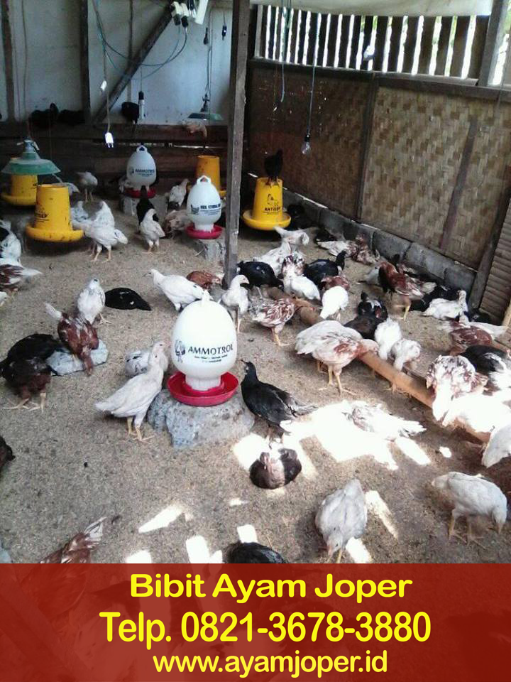 Jual Doc Ayam Kampung Super Sukabumi 