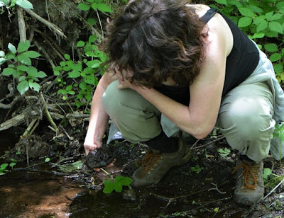 Looking at macroinvertebrates