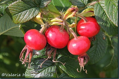 16-rosa-rugosa-hips