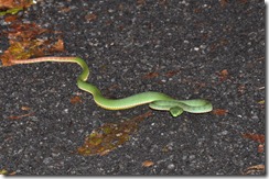 Pope's Pit Viper