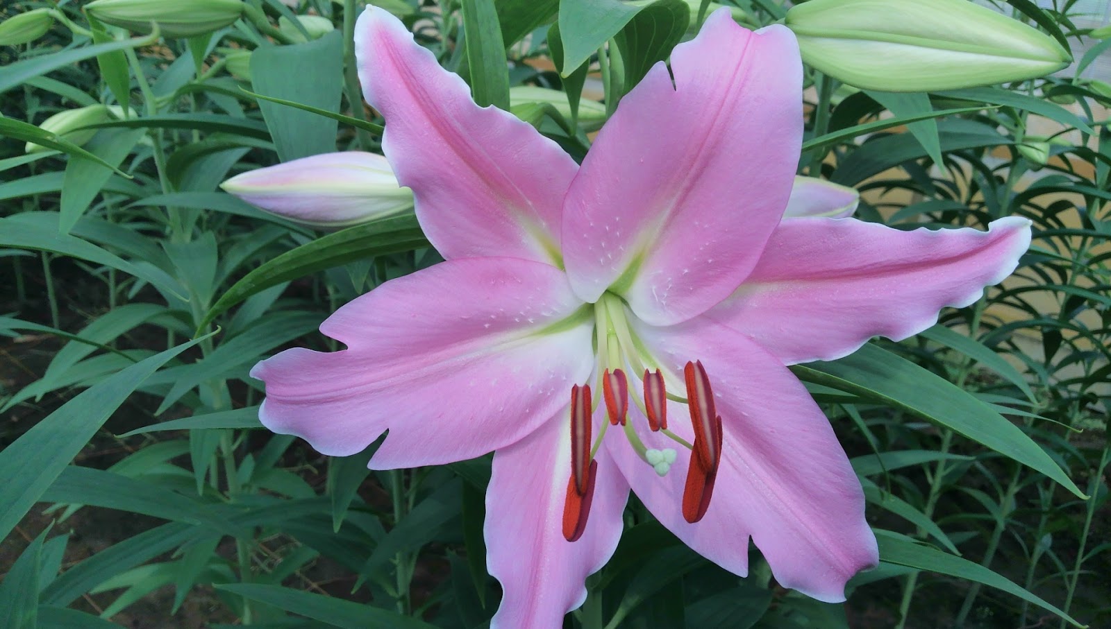 中山園芸 ユリの花 ビタラ