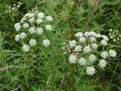 Water Hemlock 