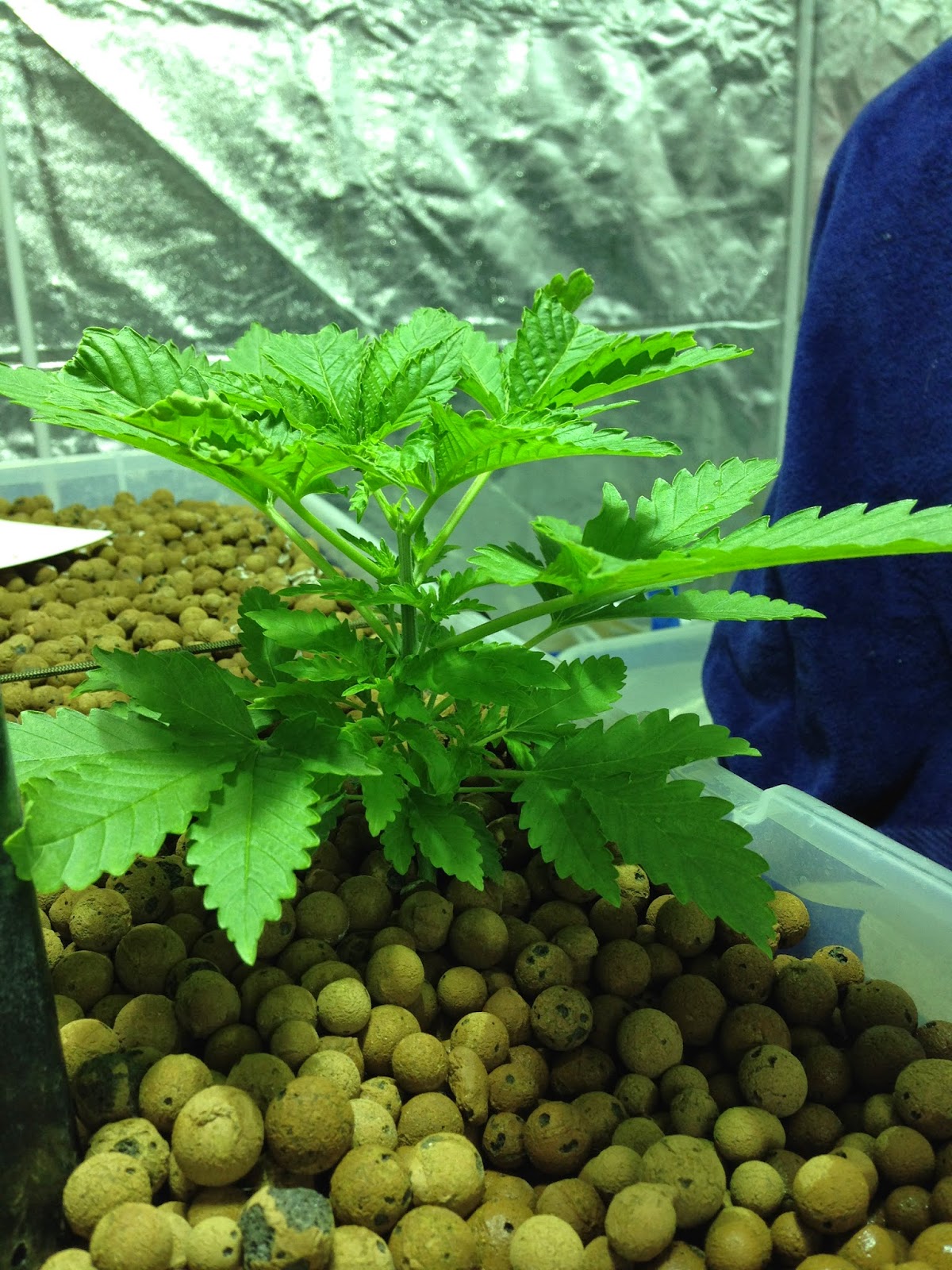 aquaponics cannabis ways aquaponics encourage urban food 