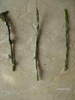 Σπαράγγια άγρια-Asparagus sp.