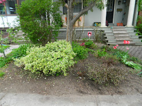 Wychwood Front Yard Spring Cleanup Toronto After by Paul Jung--a Toronto Organic Gardener