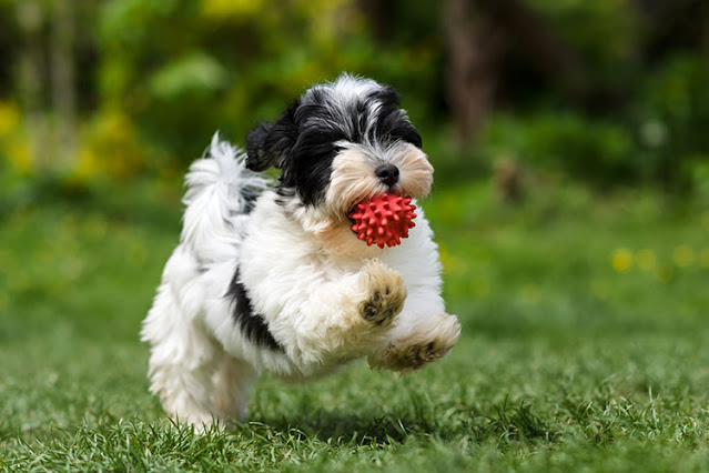 Havanese