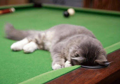 kucing tidur atas meja snooker