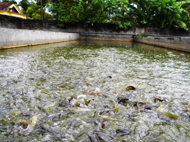 Panduan Budidaya ikan Lele Lengkap bagian 3