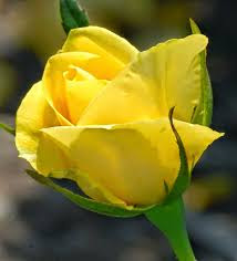 Hd Images Of Yellow Rose 21