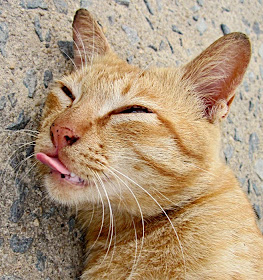 cat sticking out its tongue
