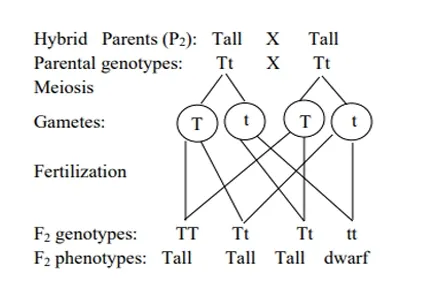 monohybrid cross