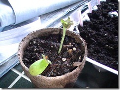 Cantaloupe April 9_2 Cantaloupe April 9_2