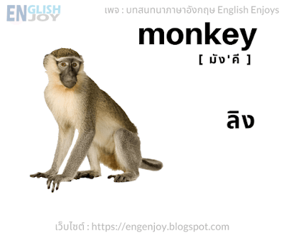 Monkey มัง’คี ลิง