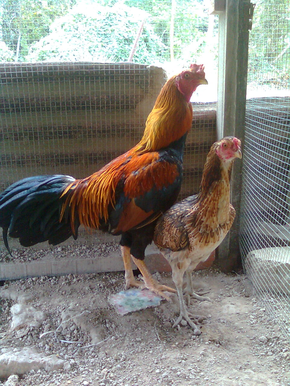 Perniagaan Induk Ayam  Siam melaka Pertanian 