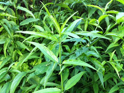 DAUN POKOK BELALAI GAJAH