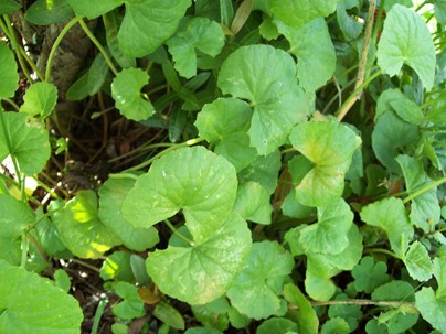  ada sebuah isu di TV yang menayangkan  RESEP HERBAL MENGATASI SAKAW (KECANDUAN NARKOBA)
