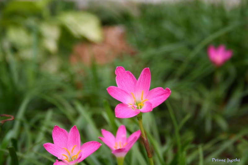 Pink Flower