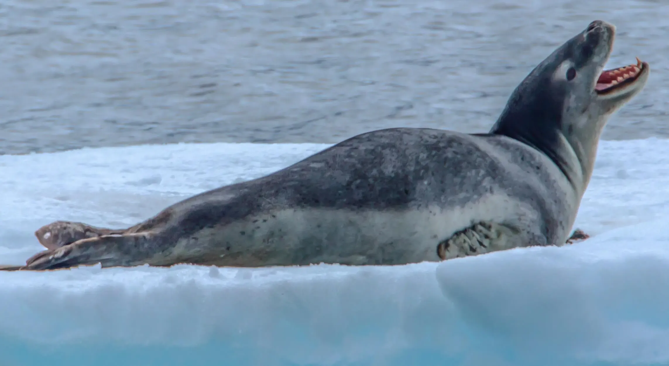 Leopard seals