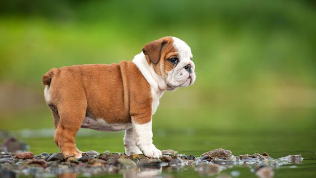 Bulldog