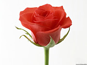 Thursday, August 4, 2011 (beautiful red rose )