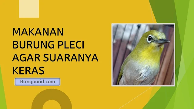 MAKANAN BURUNG PLECI AGAR SUARANYA KERAS