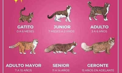 La Edad de los Gatos: Descubriendo las Etapas de Vida de tu Felino Compañero