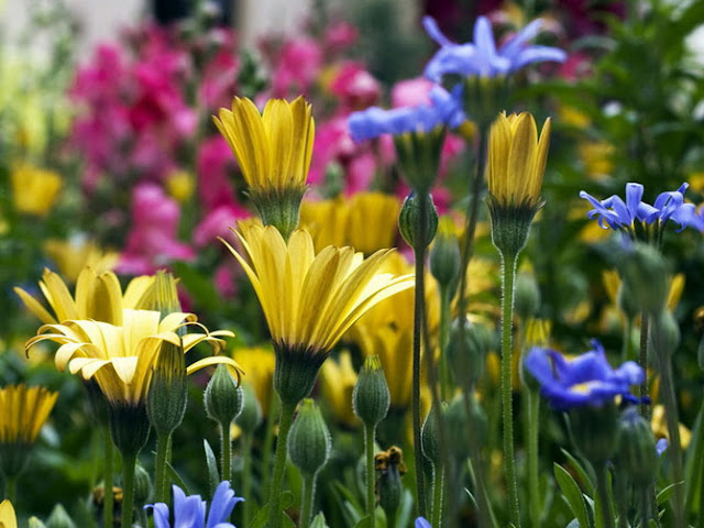 Fotos de Hermosas Flores 15