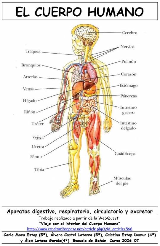 partes del cuerpo humano. partes del cuerpo humano.