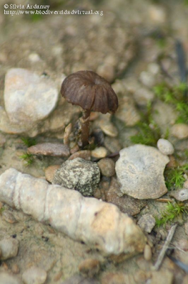 http://www.biodiversidadvirtual.org/hongos/Arrhenia-sp.-img70259.html