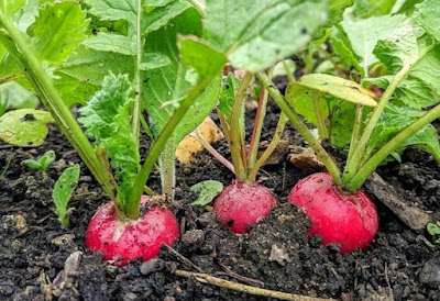Easiest Vegetables to Grow: Radishes