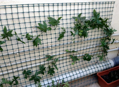 passion flower trellis