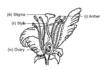 HOW DO ORGANISMS REPRODUCE?