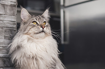 5 Fakta Menarik dari Kucing Maine Coon, Jenis Kucing Ras Rumahan dengan Badan Besar