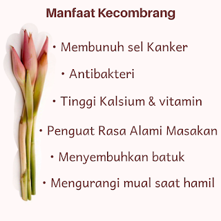 Manfaat kecombrang