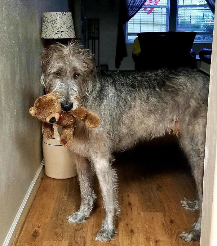 Hilarious Pictures Of 24 Adorable Though Giant Wolfhounds