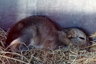 Patagonian Cavy