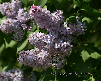Lilac Bush in Spring City,