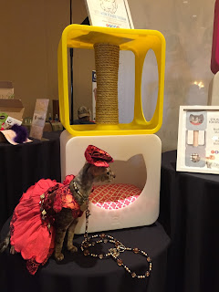 Coco, the Cornish Rex, checking out the Cat Style Lounge at BlogPaws