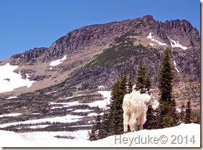 Many Glaciers GNP 017