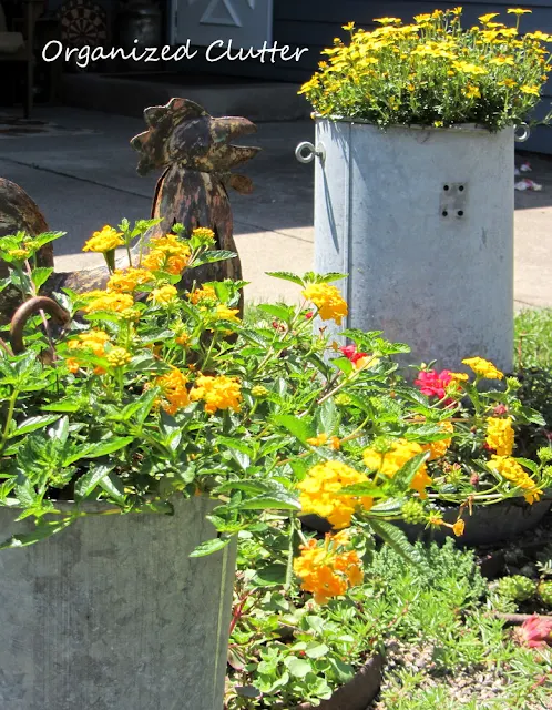 Chicken Themed Garden