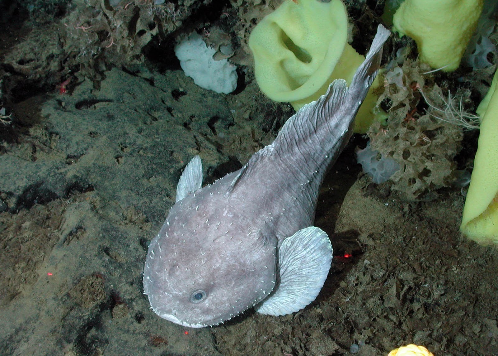 世界一ブサイクな魚 ブロブフィシュ よく見るとかわいい N ミライノシテン 世界一ブサイクな魚 ブロブフィシュ よく見るとかわいい N ミライノシテン