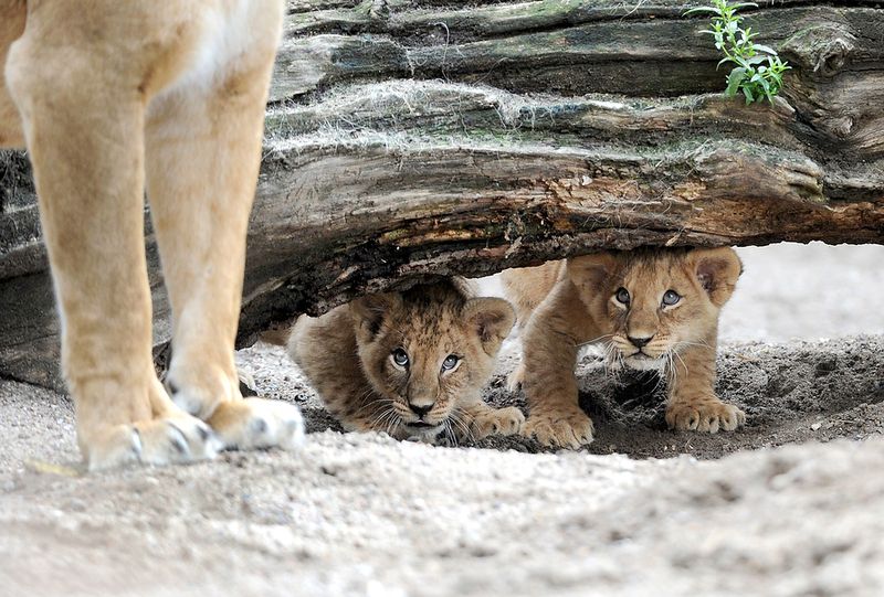 Baby Lion - Do You Think Mom Will Find Us