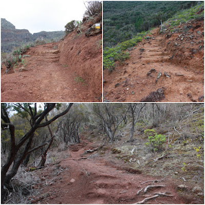 PR-TF-11 LA PUNTA DEL HIDALGO A LA CRUZ DEL CARMEN, pasado el Barranquillo de las Cuevas Ciegas y subiendo hacia la degollada del Volcán de las Rozas, entre un bosque de Brezos